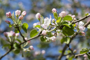 Flowering apple tree in a garden