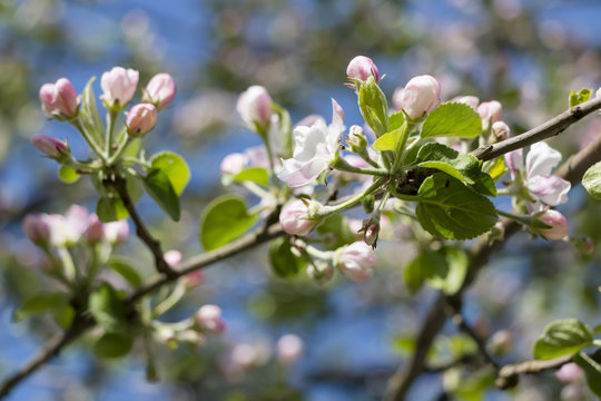 Flowering apple tree in a garden