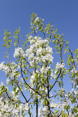 Flowering pear tree in a garden