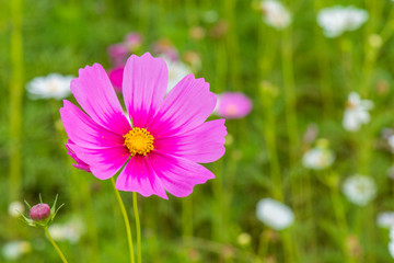 Obraz premium Cosmos flowers