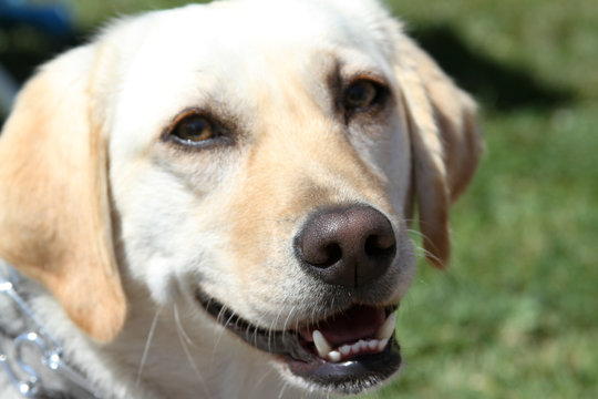Labrador Dog 