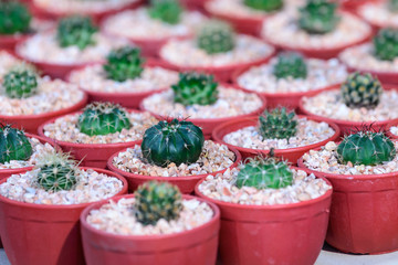Beautiful cactus in small pot for decoration.