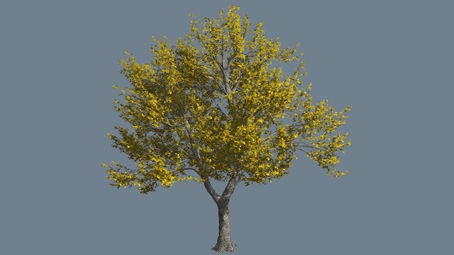 Green Ash Tree Thin Trunk Fluttering Yellow Leaves Chroma Key Alfa Channel Fall Swaying Tree Computer Generated Animation