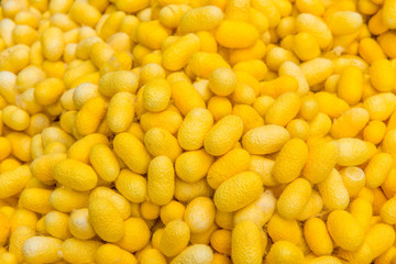 Closeup cocoon yellow