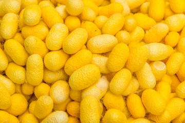 Closeup cocoon yellow