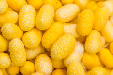 Closeup cocoon yellow