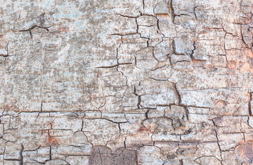 Closeup cracked skin of trunk of tree texture background