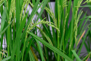 Fototapeta na wymiar Closeup of green rice paddy in rice field.