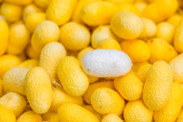 Closeup cocoon yellow
