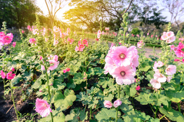 Fototapeta na wymiar Beautiful hollyhock flowers with sunlight in garden.