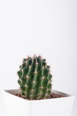 Cactus isolated on white background