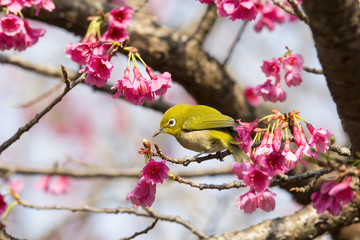 奄美大島の緋寒桜とメジロ