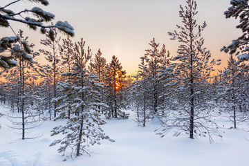 Morning in the forest