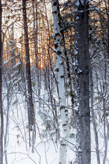 Fototapeta premium Morning in the forest