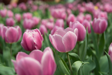 pink tulip field