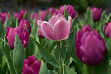 pink tulip field