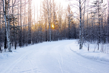 Morning in the forest