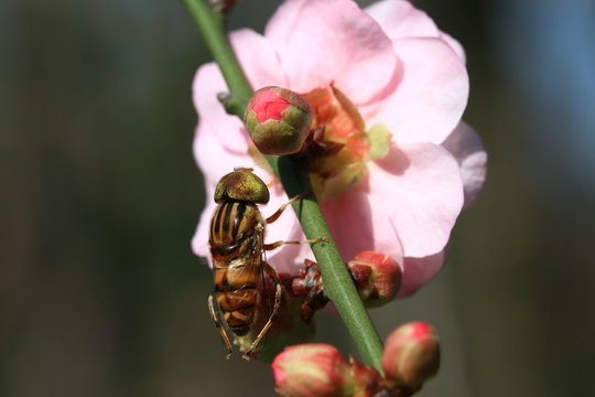 Pink plum flower and fly close up shot