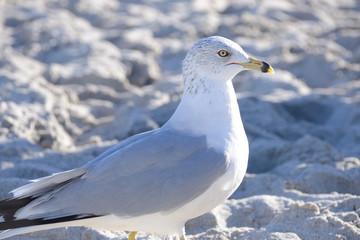 Seagulls at the Beach