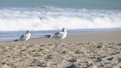 Seagulls at the Beach
