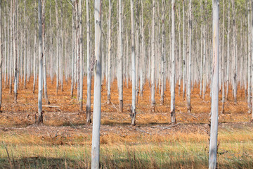 eucalyptus plantation.