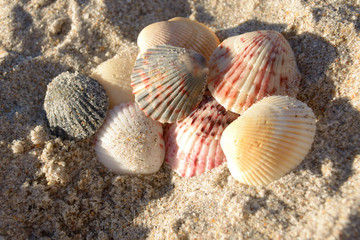 Seashells in the Sand