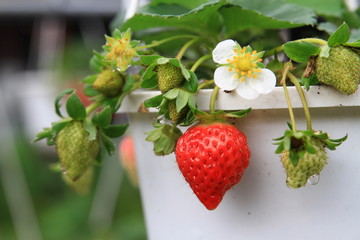 Detail macro shot of Strawberry