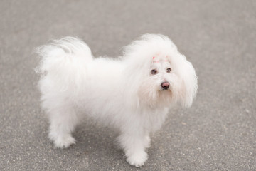Portrait of a Bichon Havanese dog