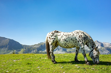 Close view on the horse