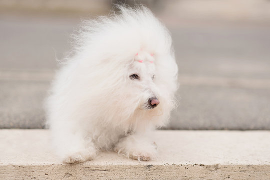 Portrait of a Bichon Havanese dog