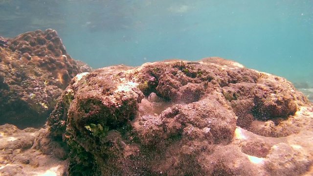 Cyane's octopus (Octopus cyanea) cleans his home sprayed with water from sand, Indian Ocean, Hikkaduwa, Sri Lanka, South Asia 
