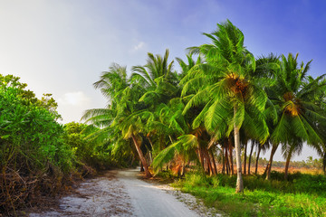 Obraz premium Coconut tree with fruits-coconuts,on a tropical island in the M