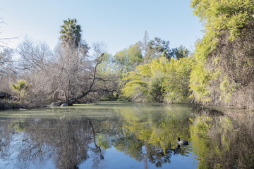 Fototapeta na wymiar Beautiful park with lake, tree and reflection