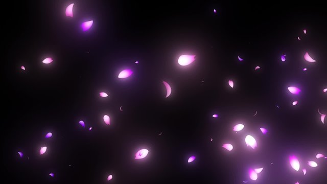 流れていく桜 pass through cherry blossoms