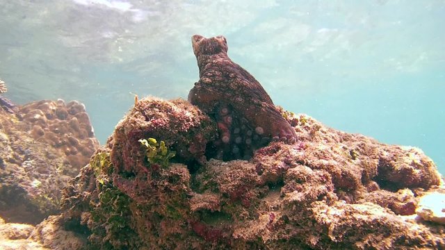 curious Cyane's octopus sits rocking on the stone top (bottom view), Indian Ocean, Hikkaduwa, Sri Lanka, South Asia 
