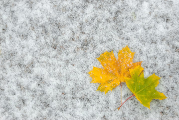 Autumn leaves on snow