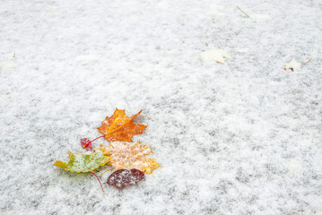 Autumn leaves on snow