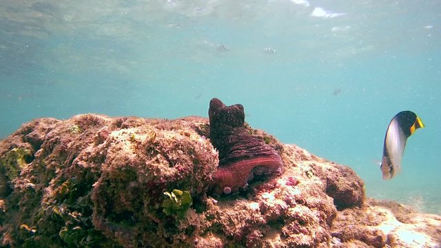 Cyane's octopus sits on a rock, past swims the butterfly fish, Indian Ocean, Hikkaduwa, Sri Lanka, South Asia   
