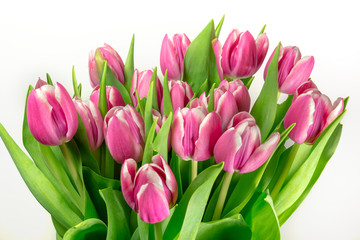 Bouquet of fresh pink tulip flowers isolated on white  backgroun