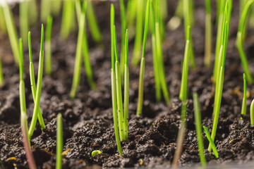 photographed by a close up wheat sprouts. focus in the photo center. small sharpness
