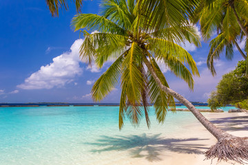 Fototapeta na wymiar Coconut palm tree at dreamy tropical beach in Maldives