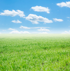 Obraz na płótnie Canvas Field of grass and perfect sky