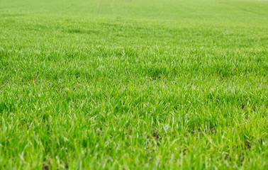 Green grass background