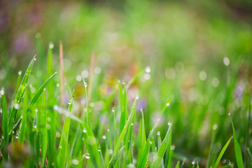 Fresh green grass with water drops on the background of sunlight beams. Soft focus