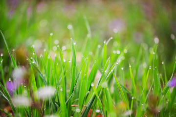 Fresh green grass with water drops on the background of sunlight beams. Soft focus