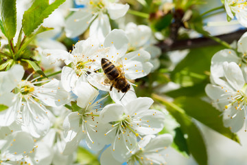 Bee on a flower of the white cherry blossoms.