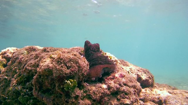 red octopus is still sitting on the rock, and then pull forward schupoltsu, Indian Ocean, Hikkaduwa, Sri Lanka, South Asia 
