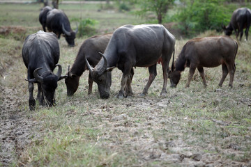 Obraz na płótnie Canvas group of water buffalo in a field.