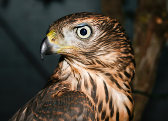 Cabeza de Azor joven. Accipiter gentilis.