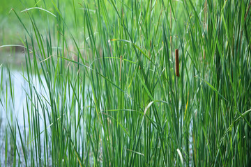 cattail and reeds.